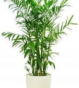 Chamaedorea Elegans Żywo Zielona Palma Rozmiar M