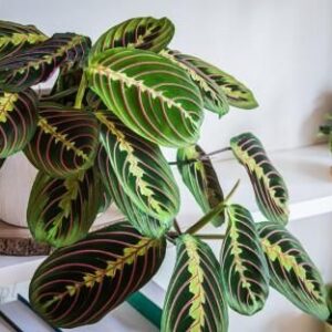 Maranta Leuconeura Fascinator Tricolor P12 23cm